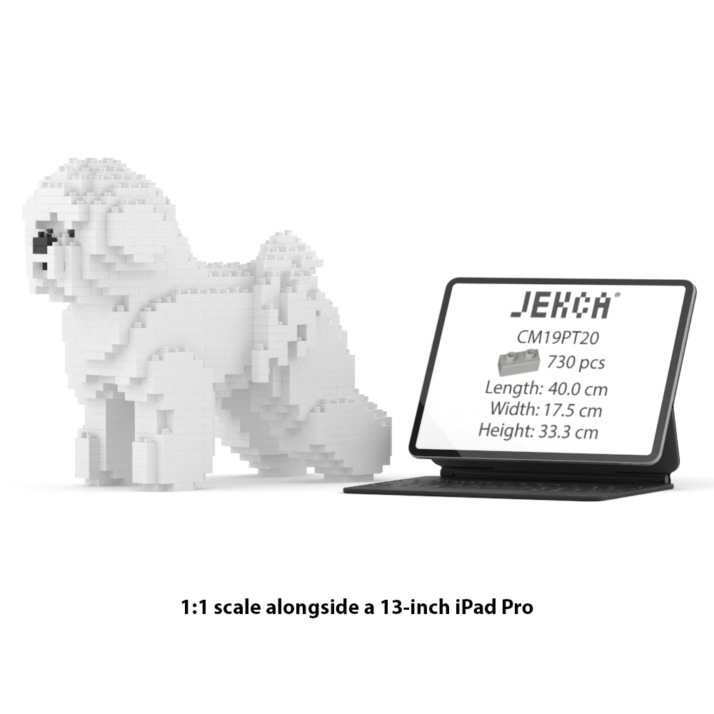 Bichon Frise 01