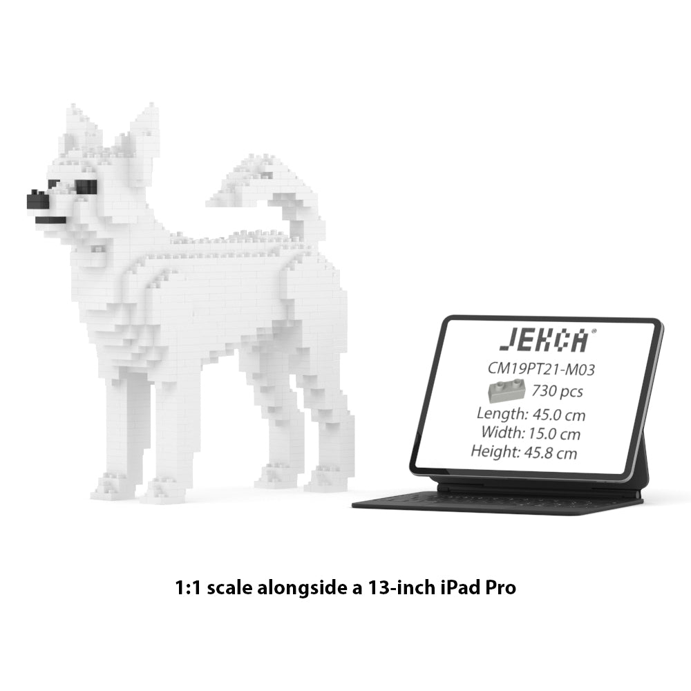Chihuahua 01-M03