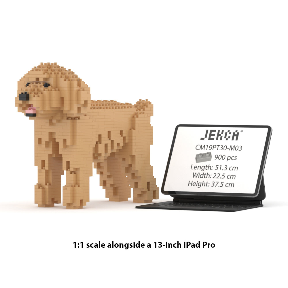 Toy Poodle 01-M03