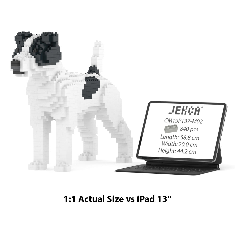 Jack Russell Terrier 01-M02