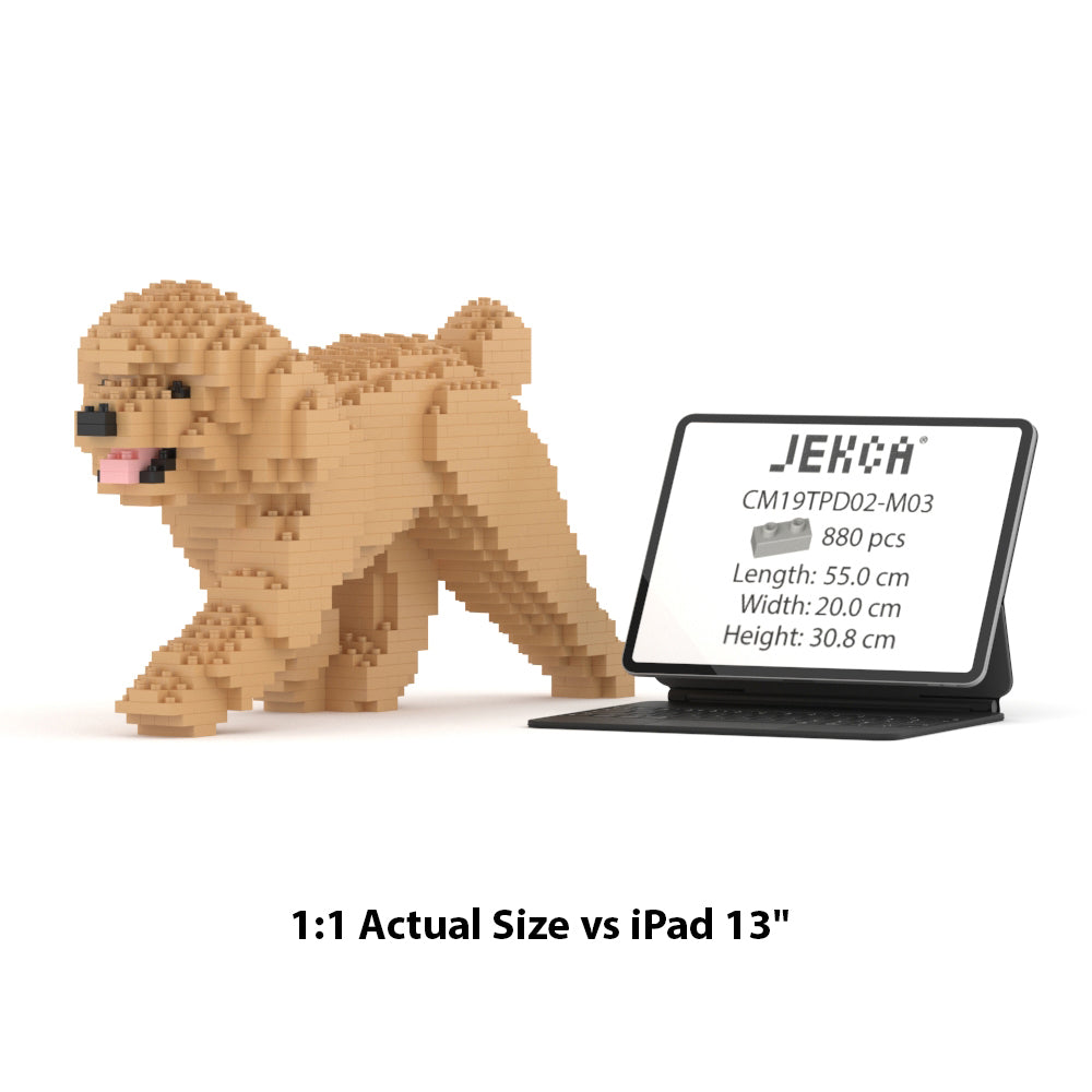 Toy Poodle 02-M03