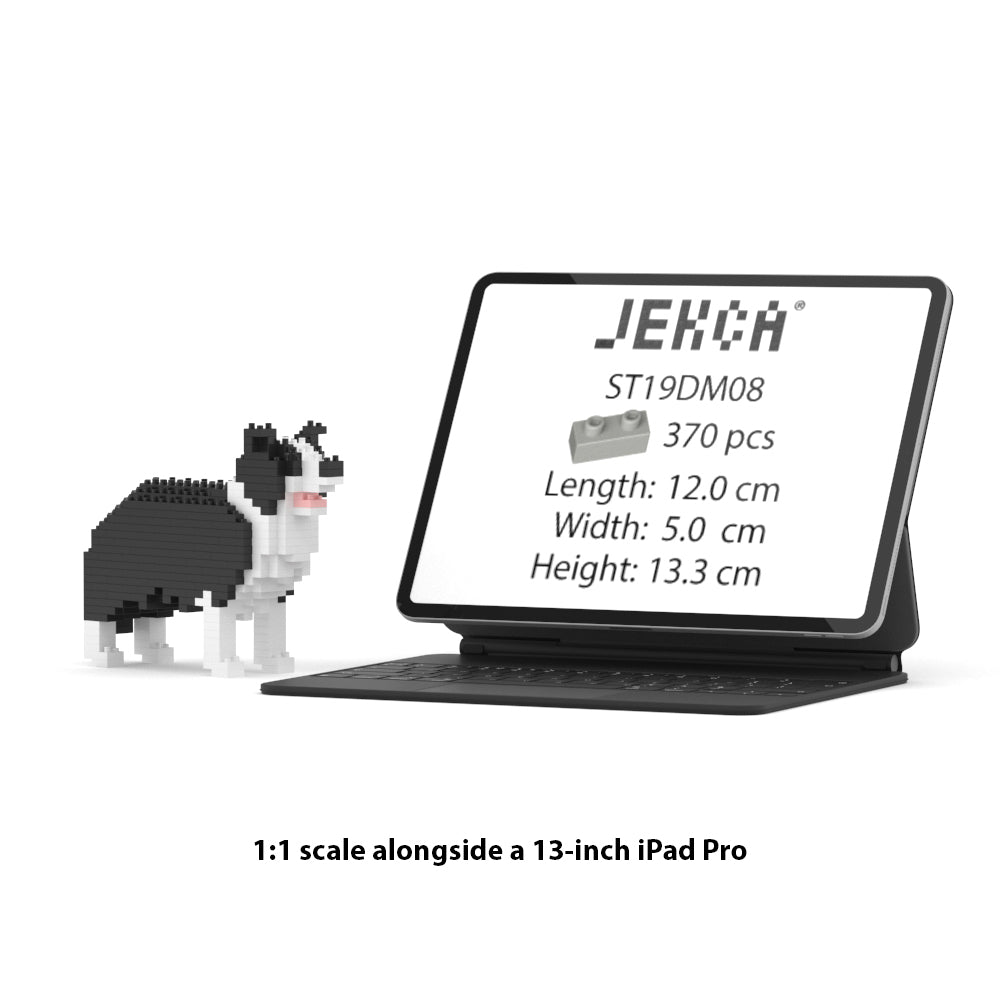 Border Collie Mini 01S