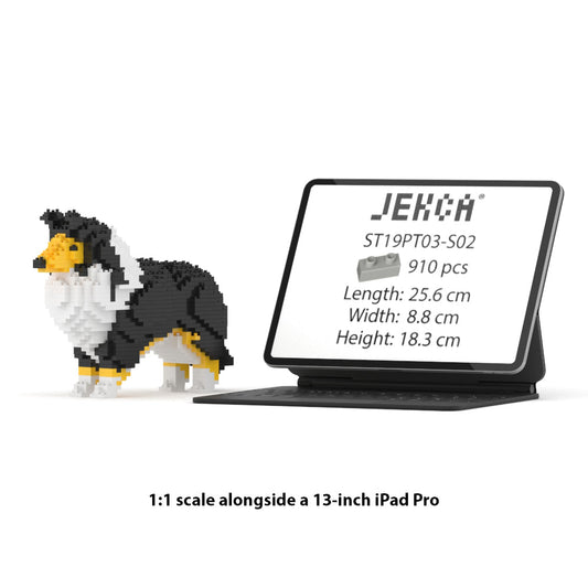 Shetland Sheepdog 01-S02