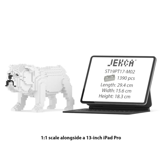 English Bulldog 01-M02