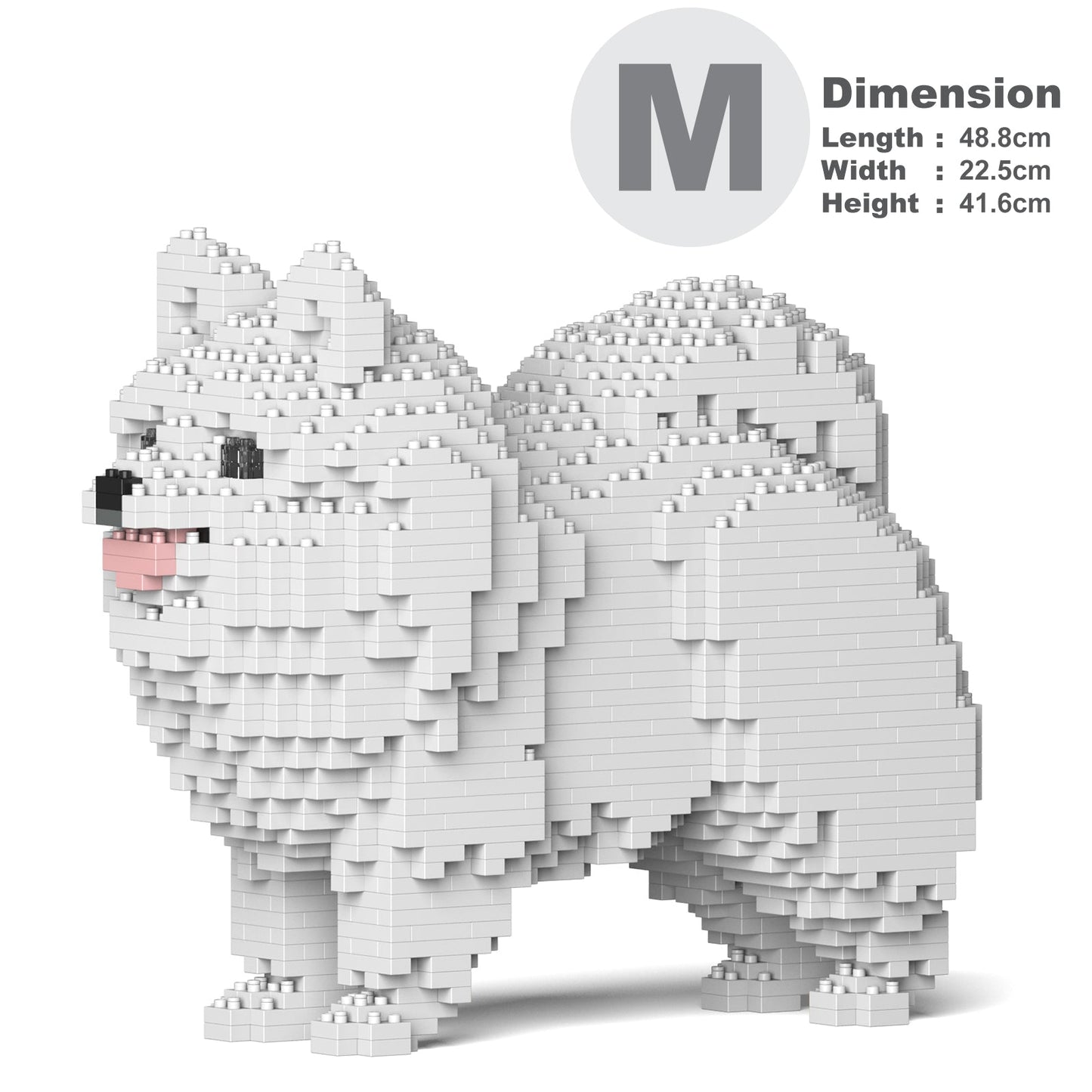 Pomeranian 02-M02