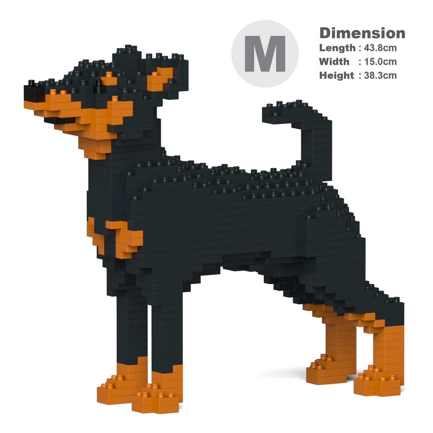 Miniature Pinscher 01-M01