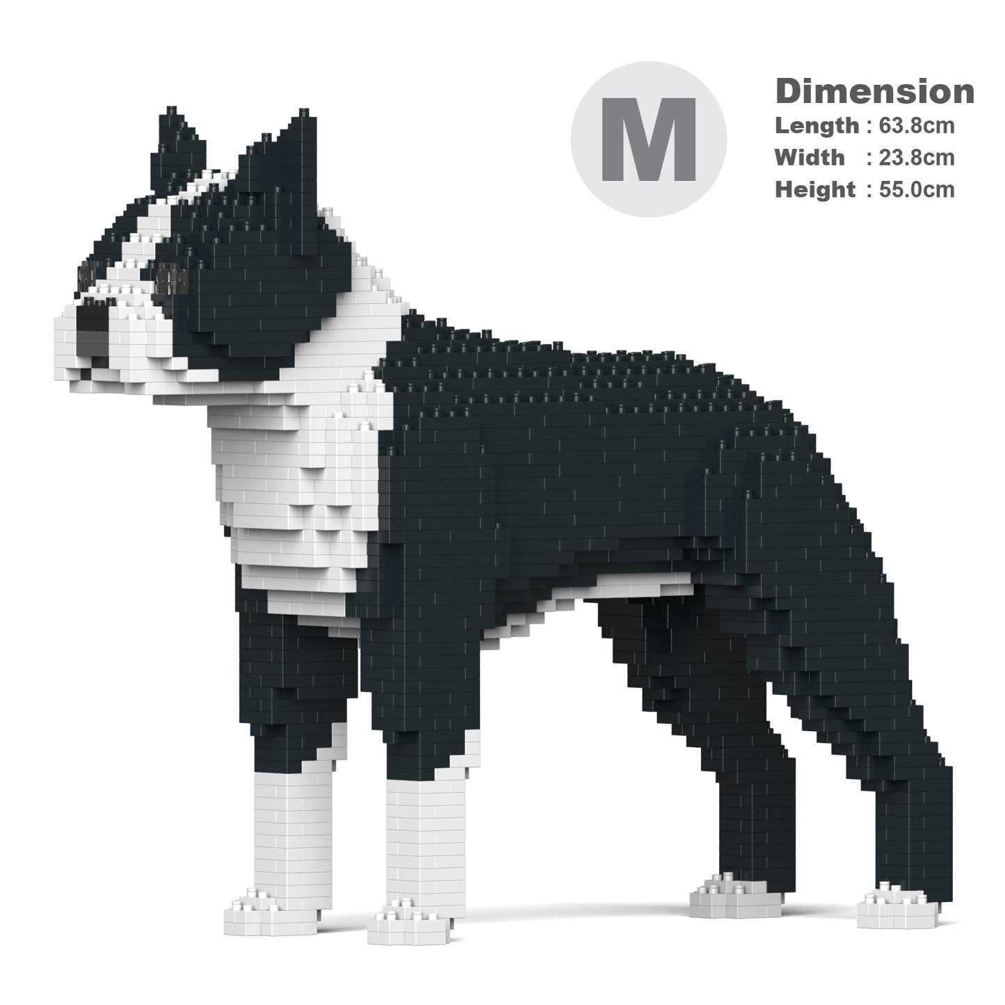 Boston Terrier 01-M01B