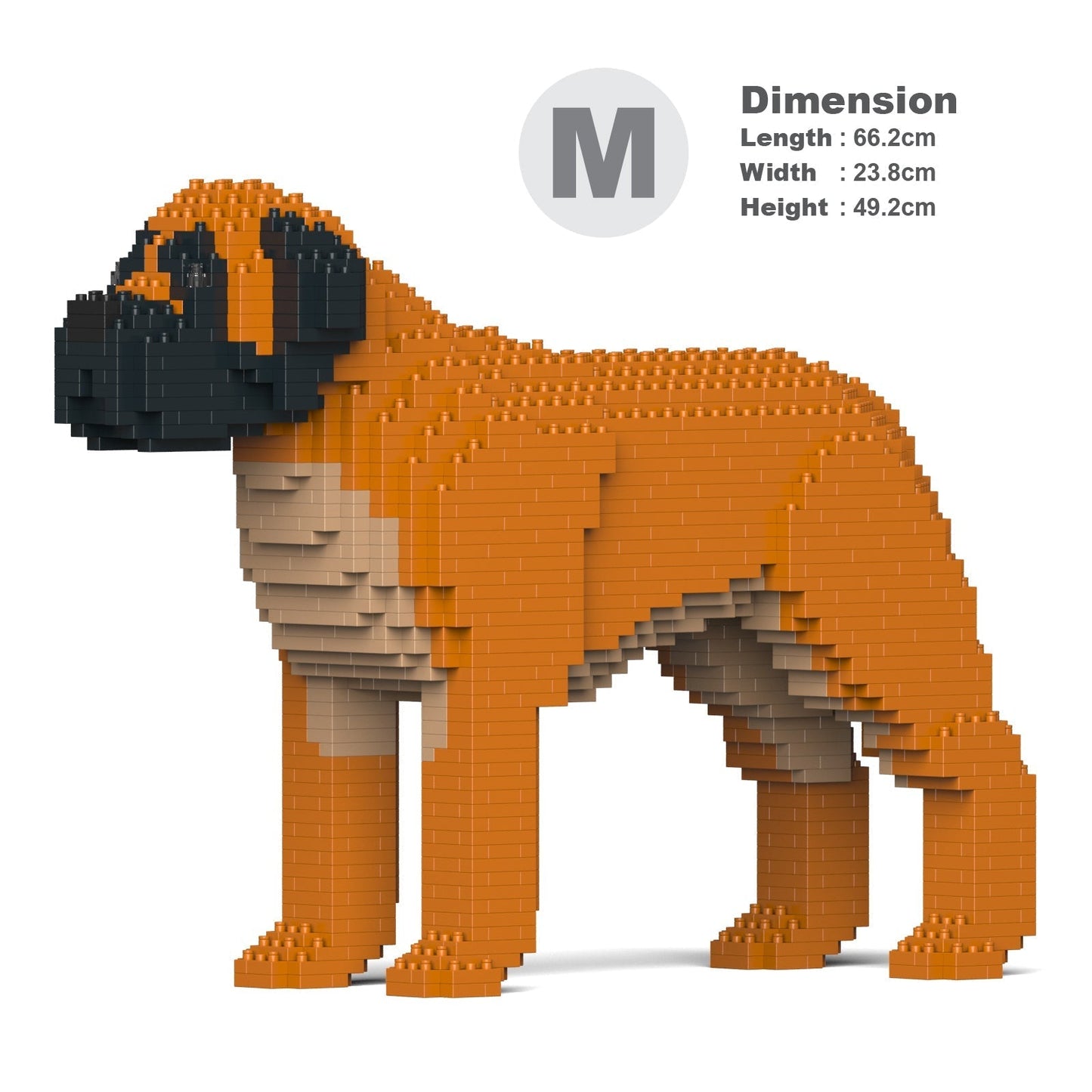 English Mastiff 01-M02