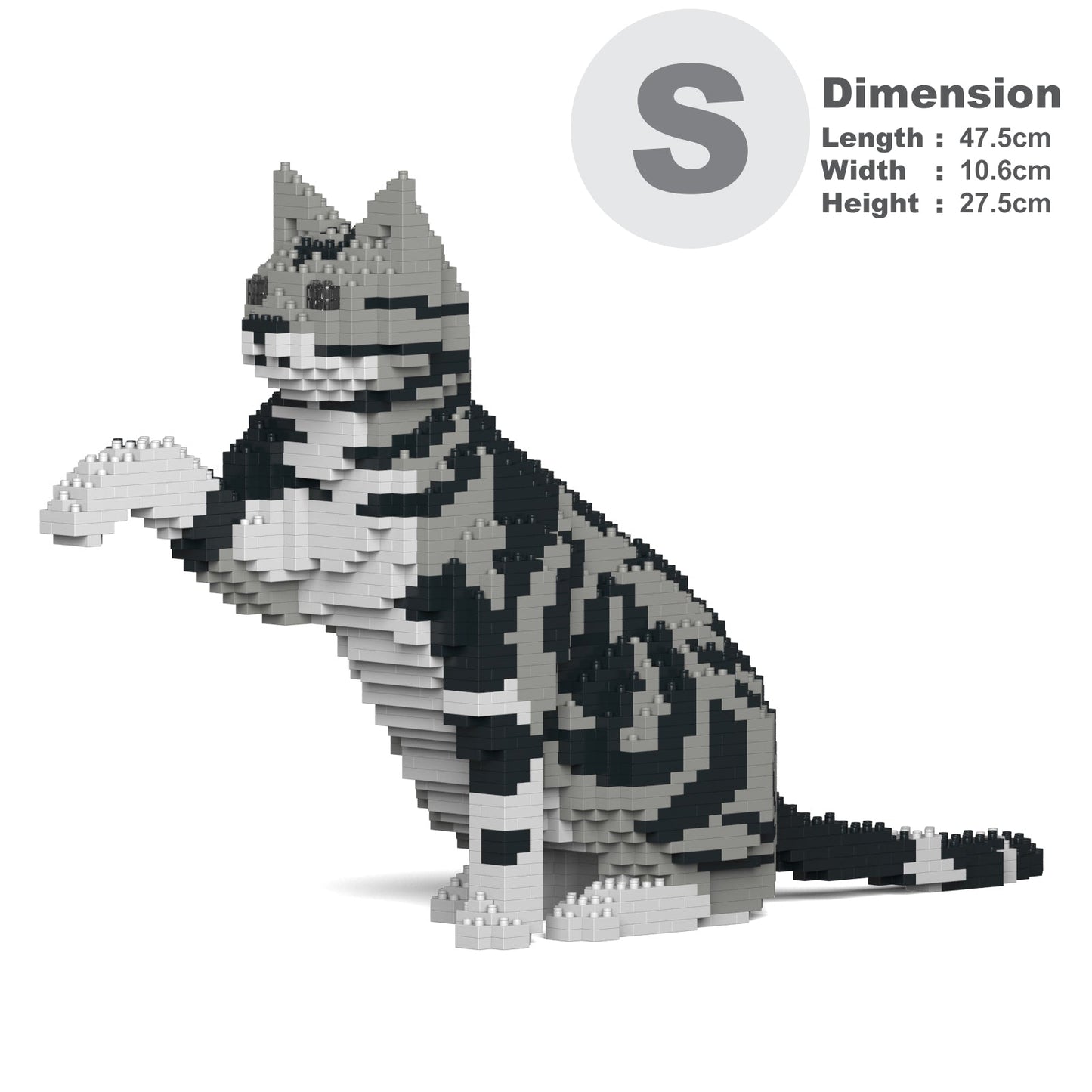 American Shorthair Cat 03S-M01