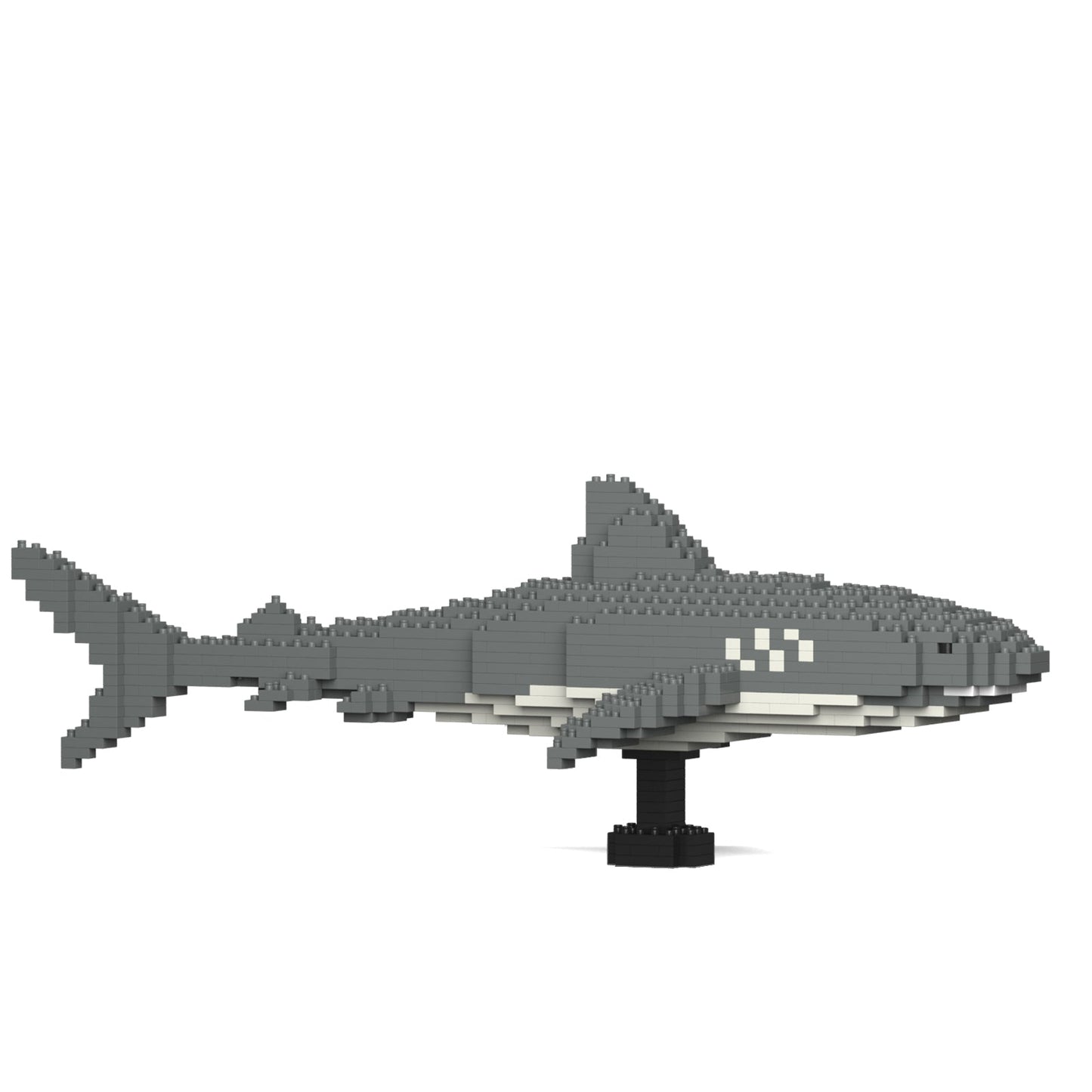 Tiger Shark 01