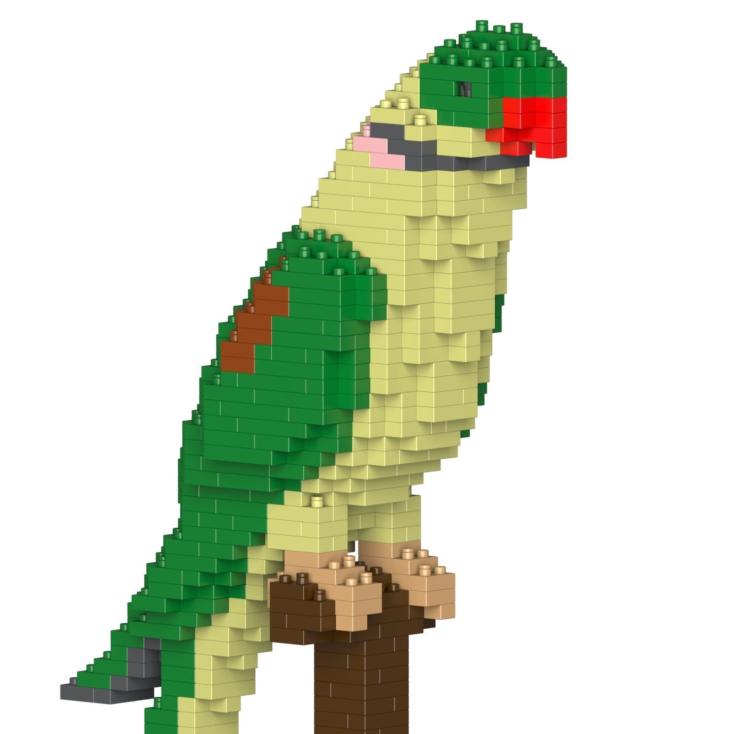 Alexandrine Parrot 01S