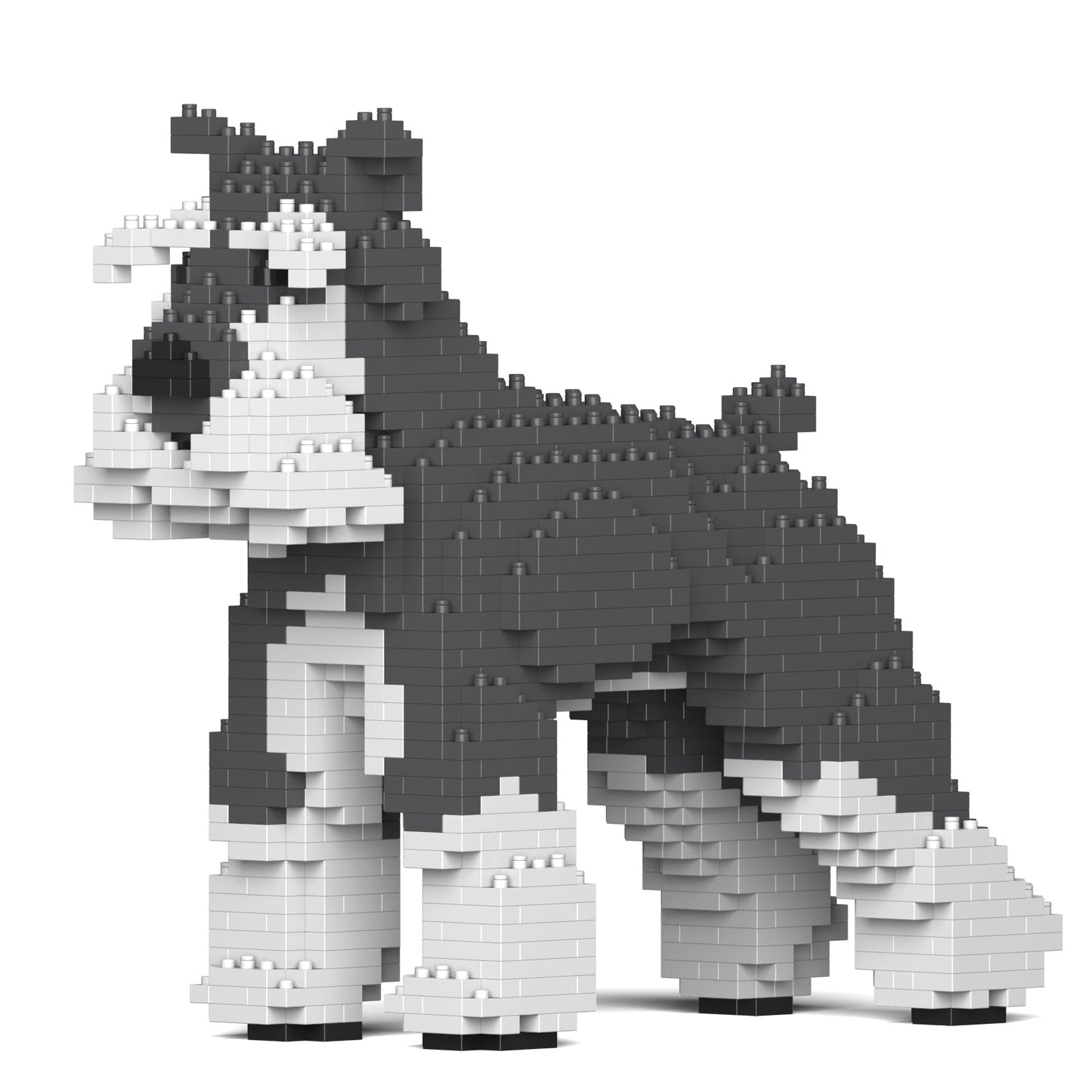 Standard Schnauzer 01-M01