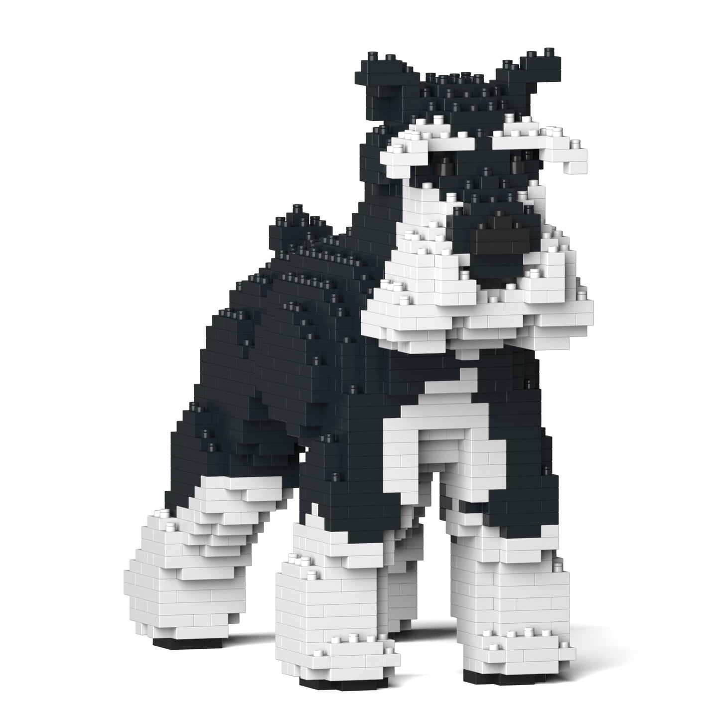 Standard Schnauzer 01-M02b