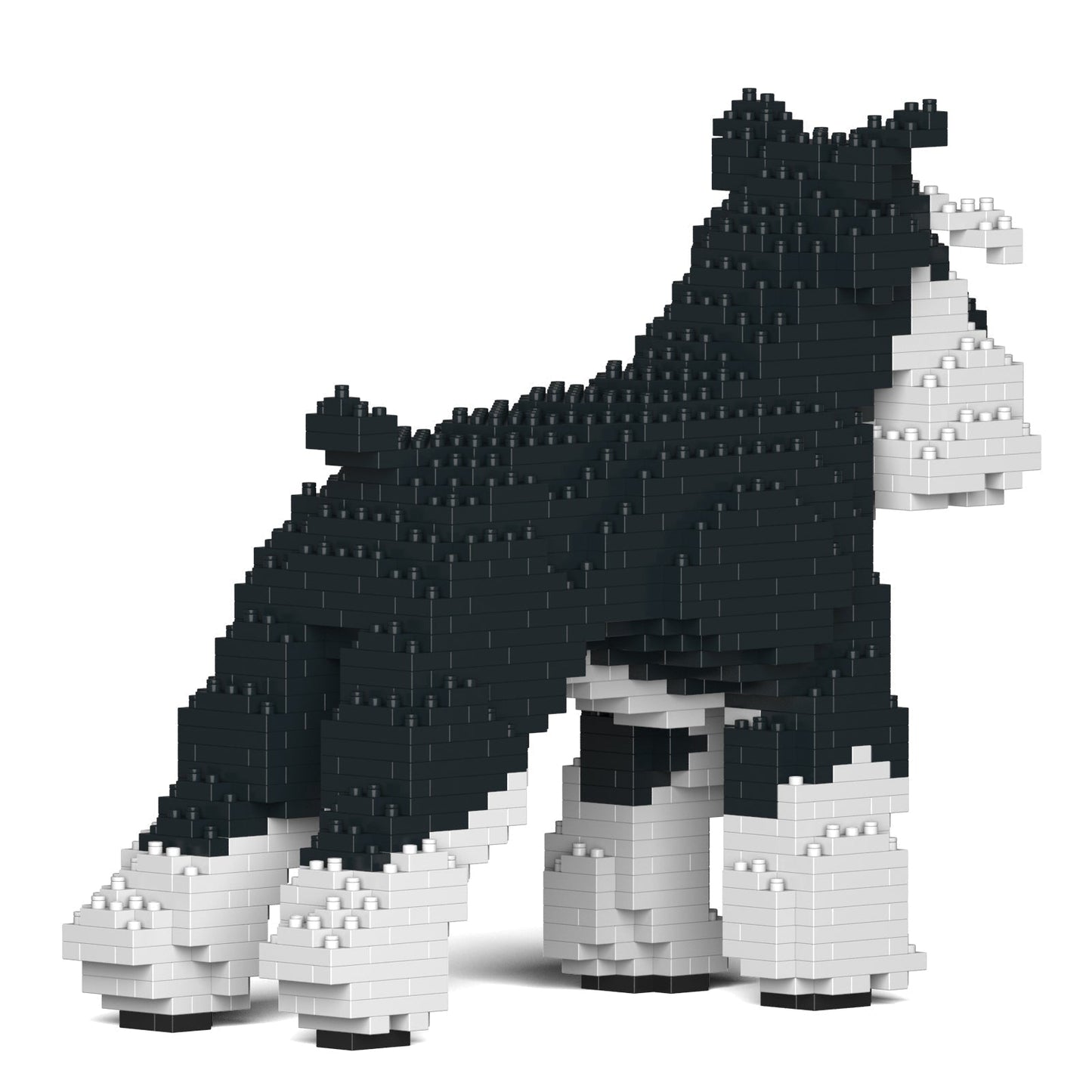 Standard Schnauzer 01-M02b