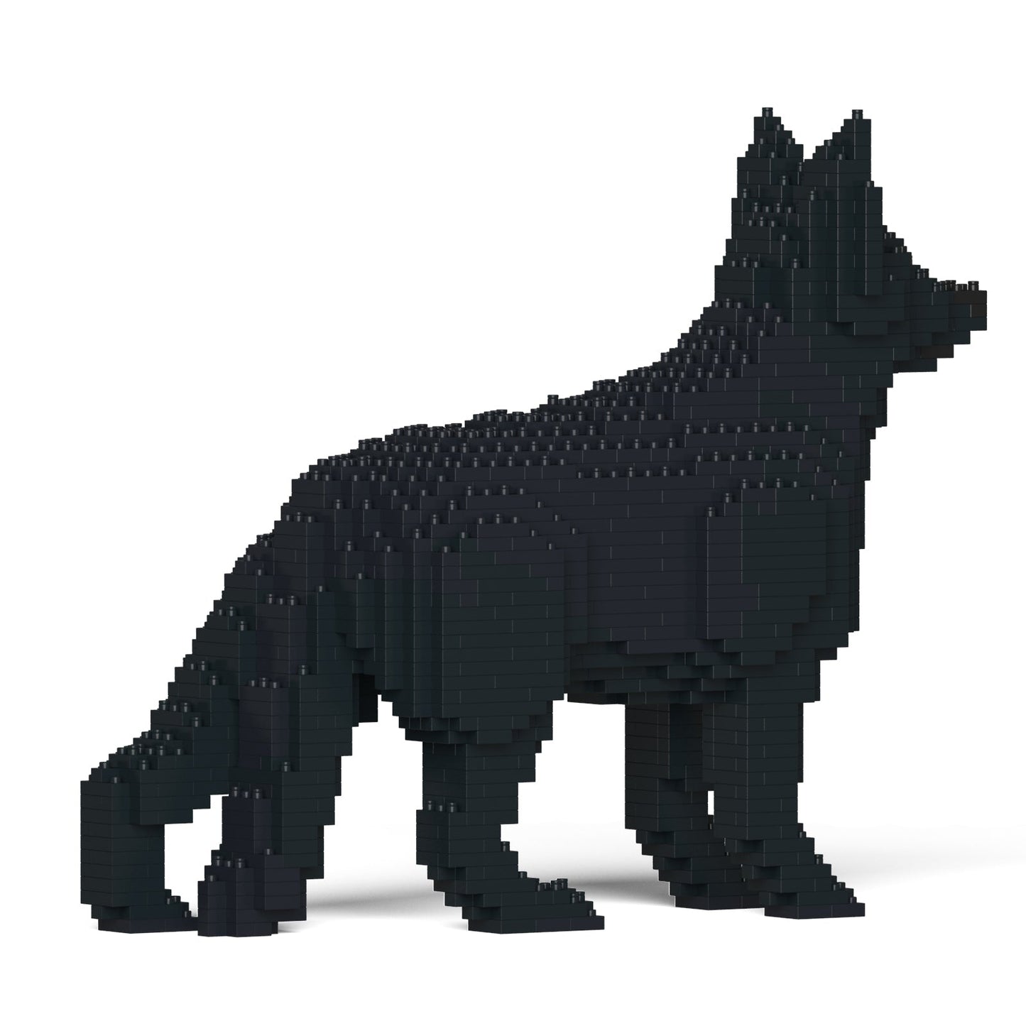 German Shepherd 01-M03