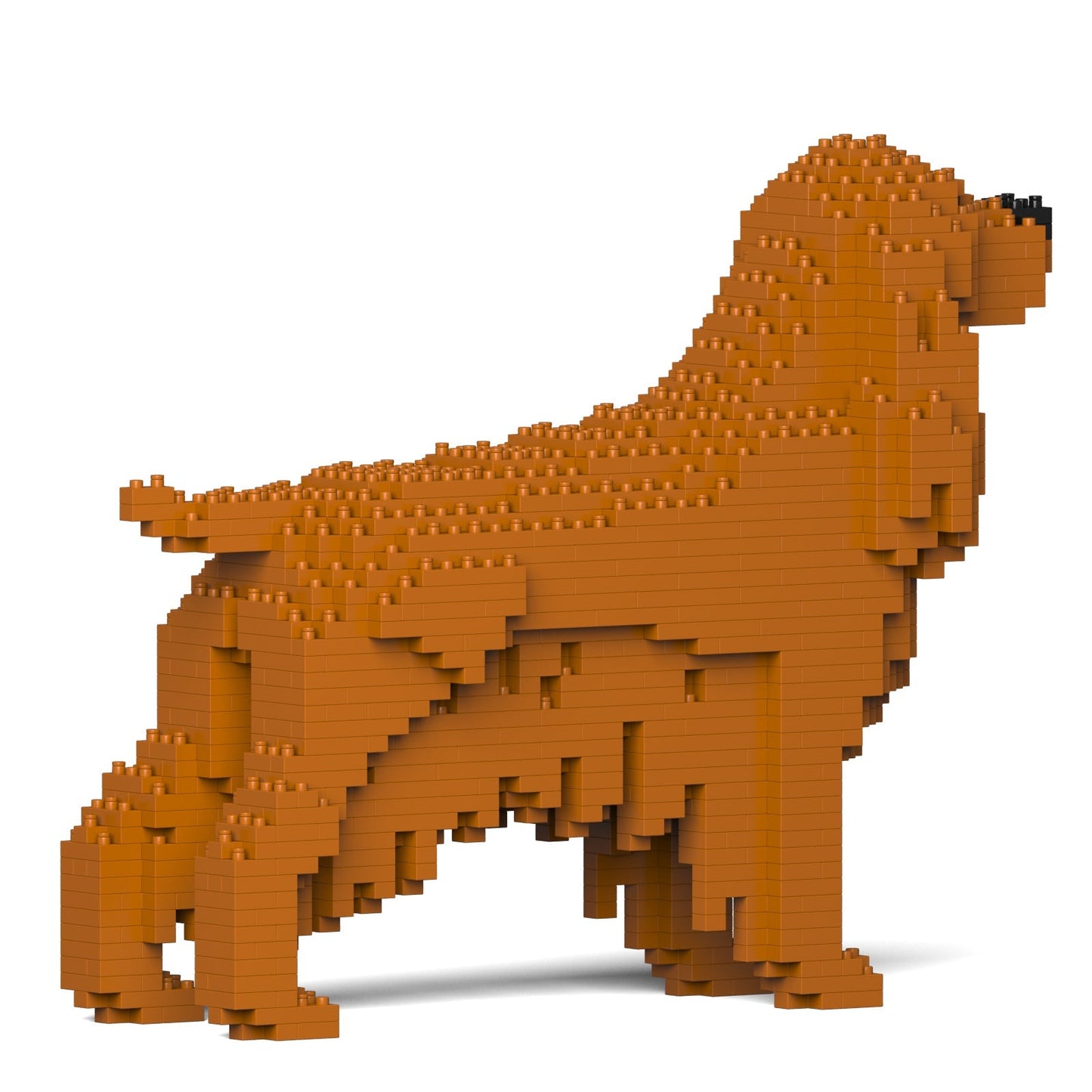 English Cocker Spaniel 01-M03