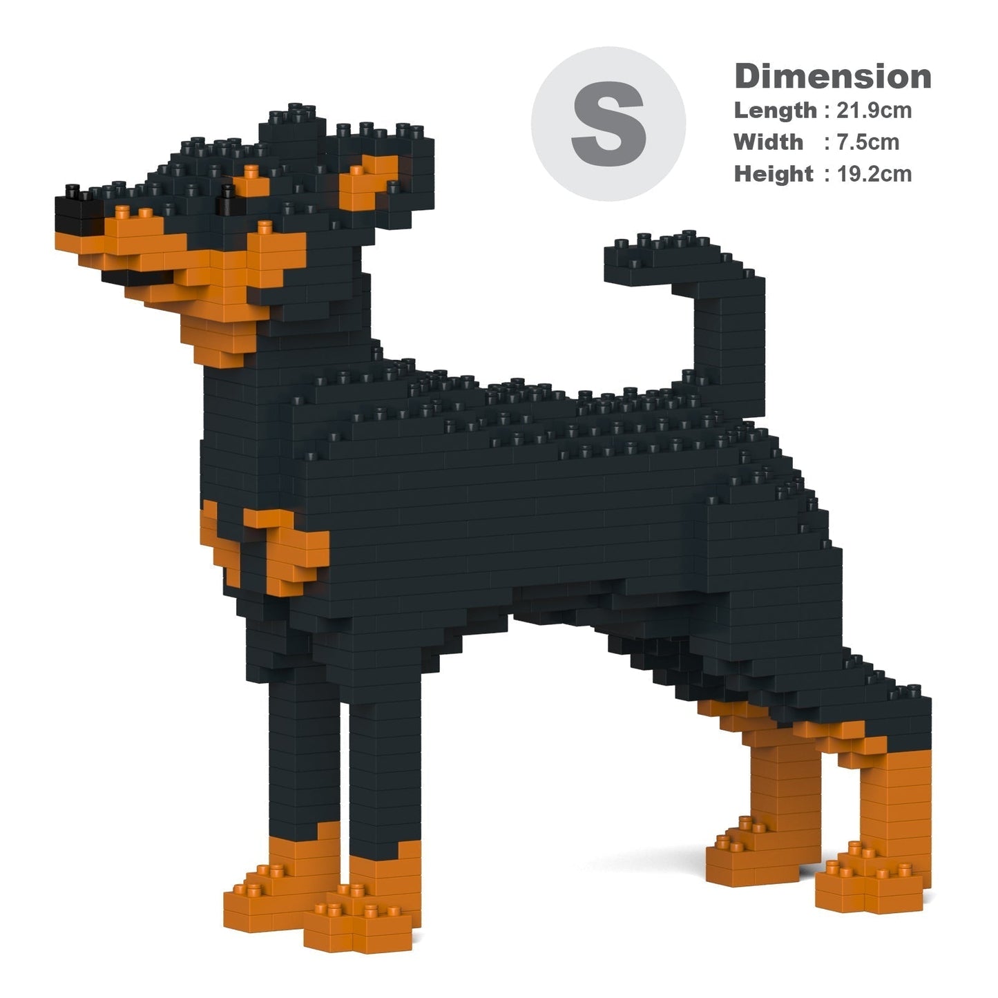 Miniature Pinscher 01-M01