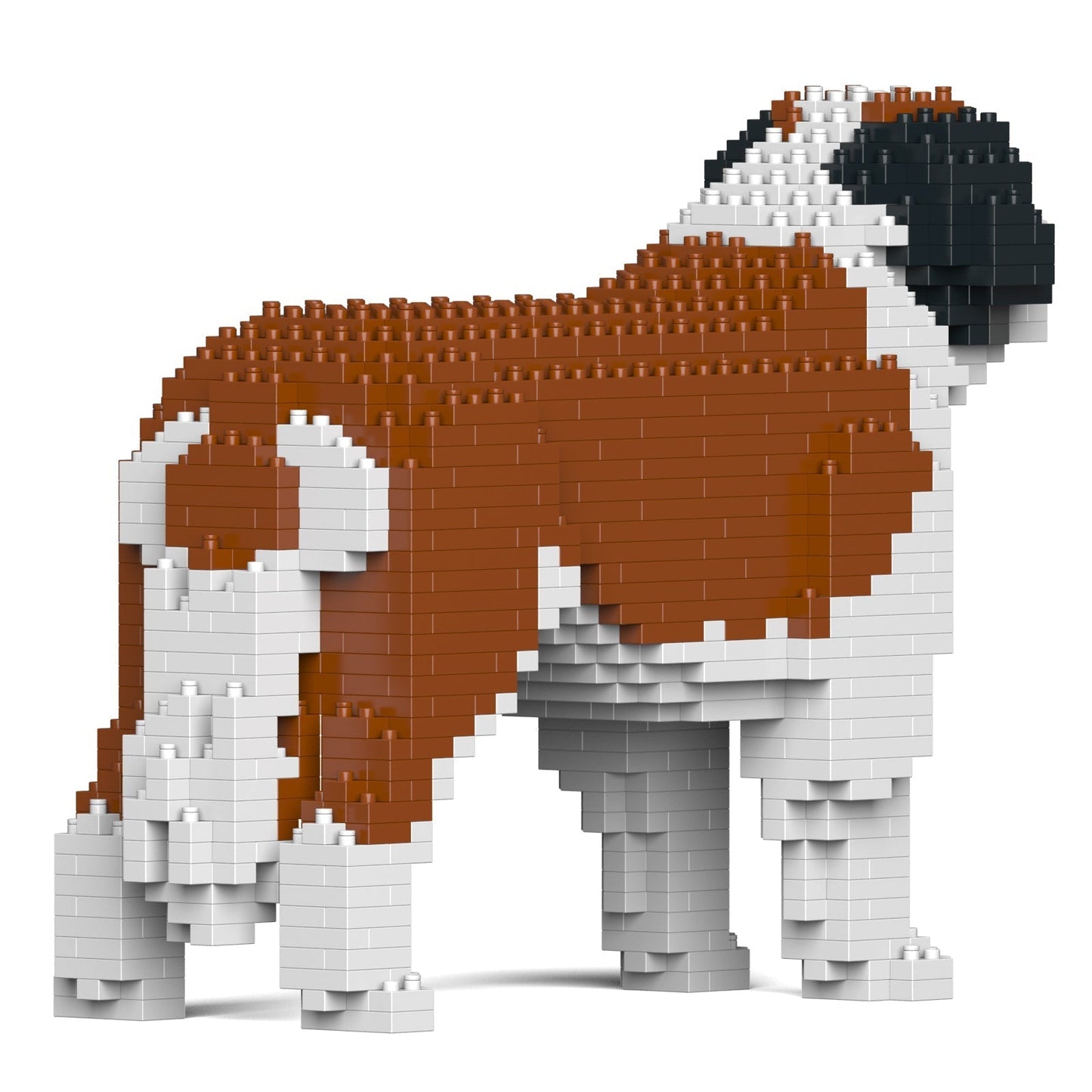 St. Bernard 01