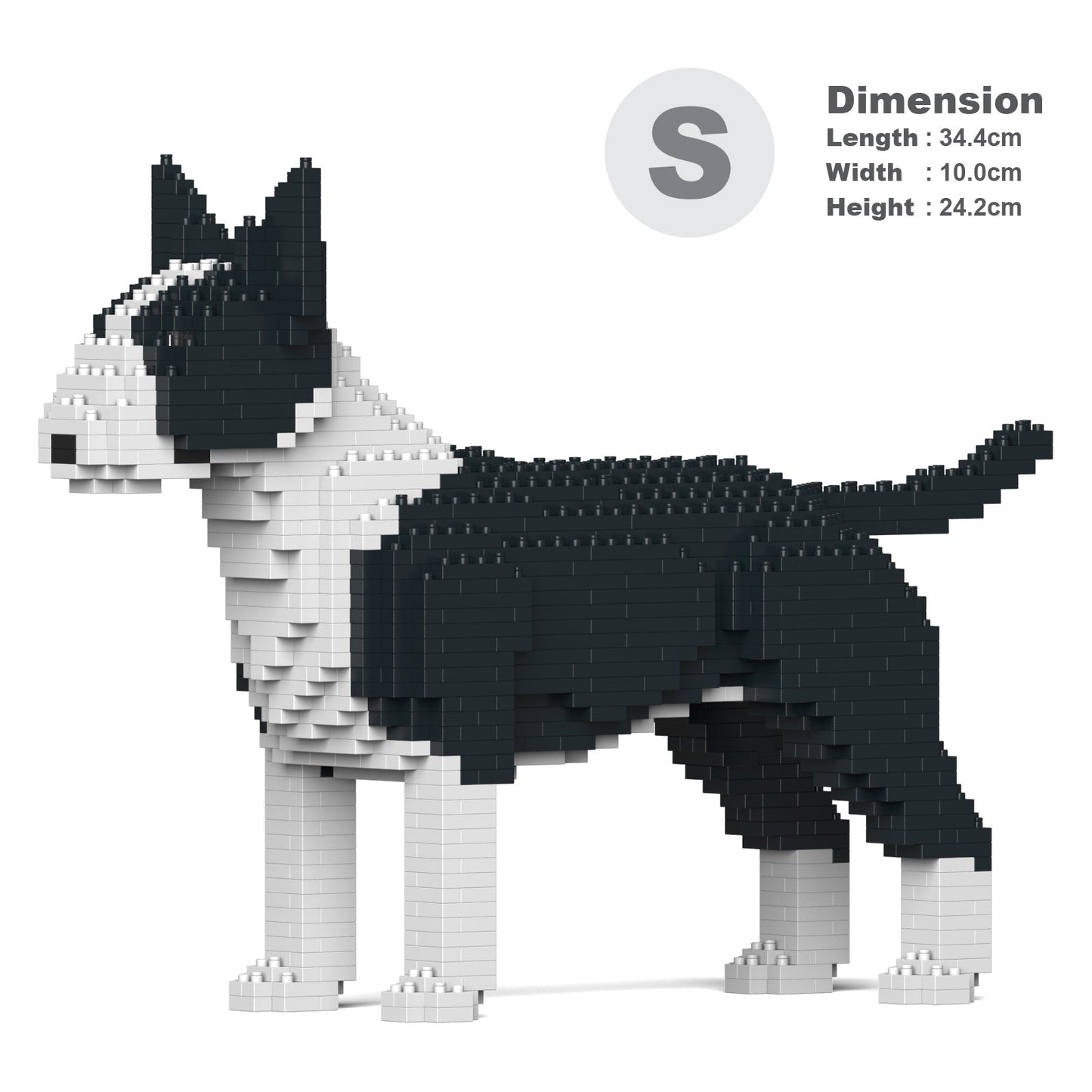 English Bull Terrier 01-M01