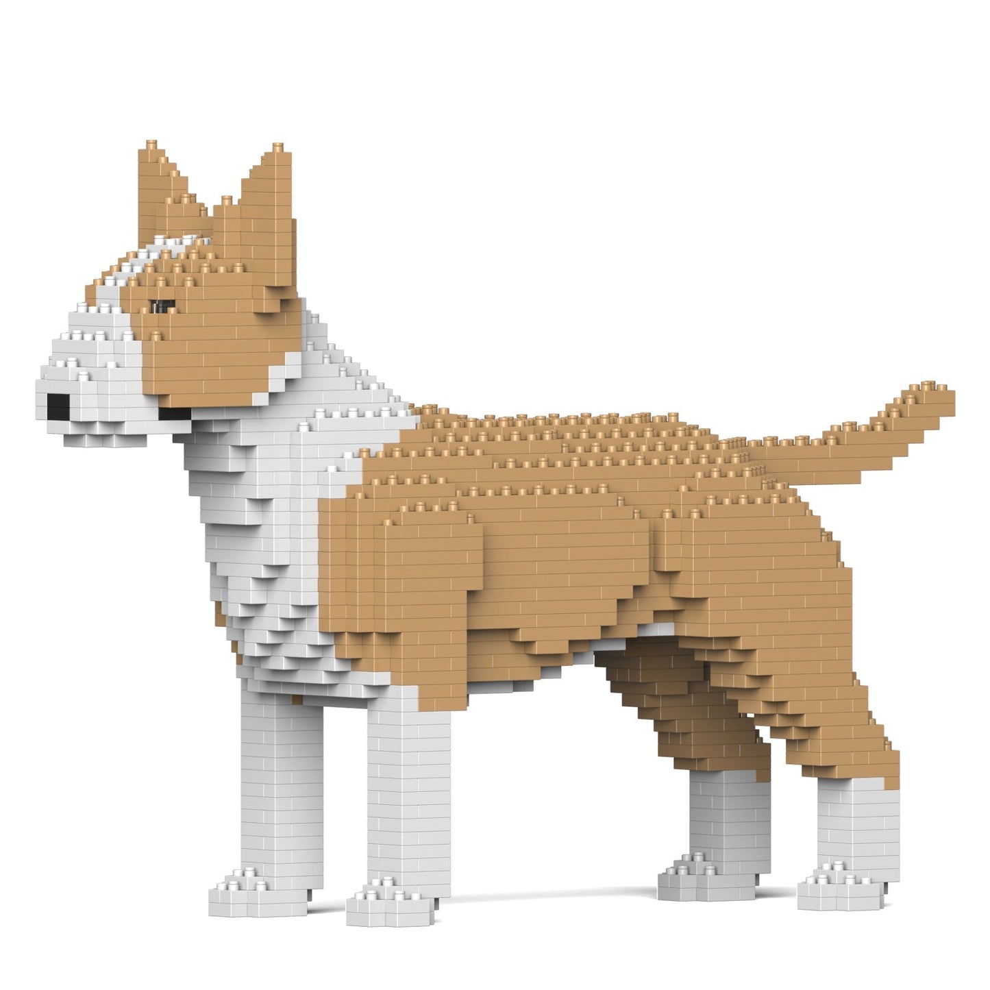 English Bull Terrier 01-M04