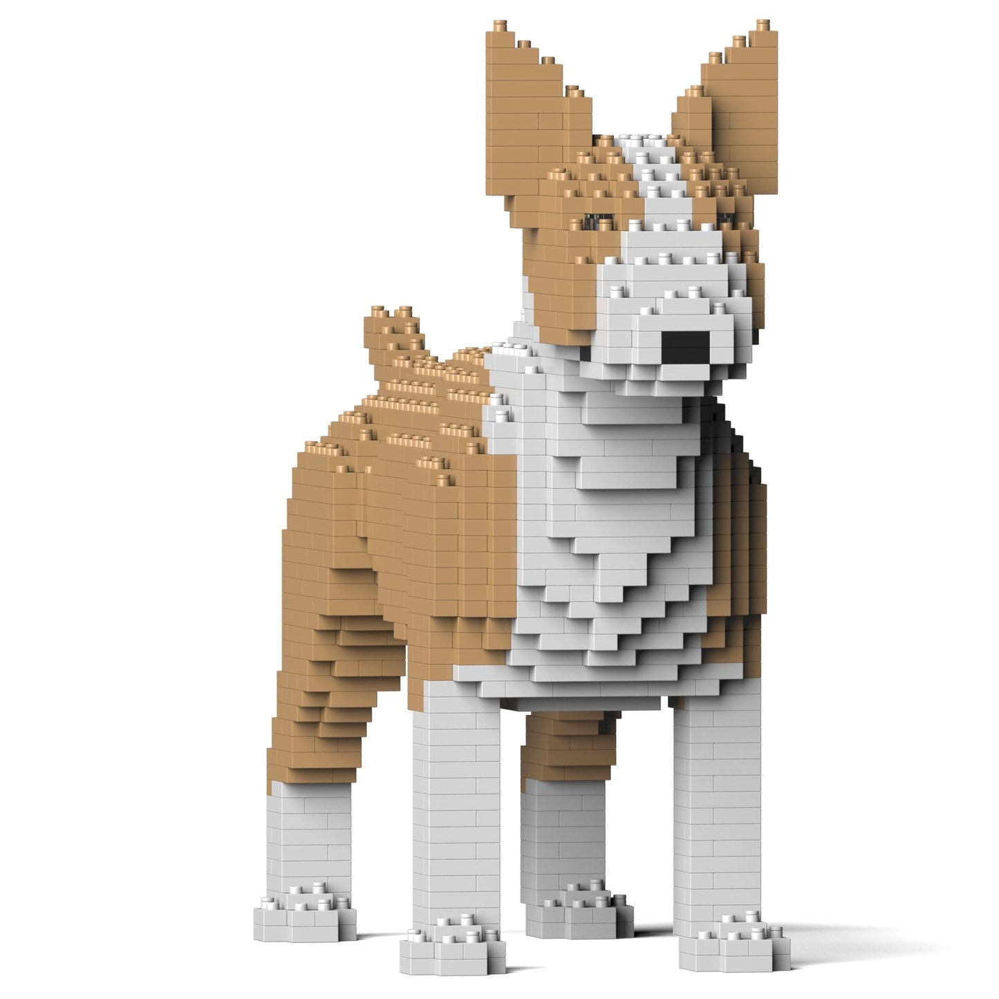 English Bull Terrier 01-M04