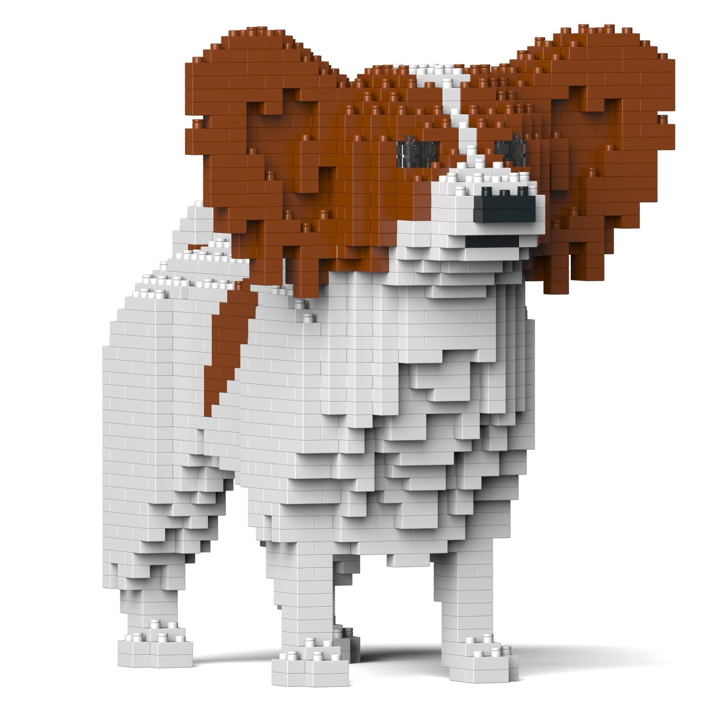 Papillon Dog 01-M02