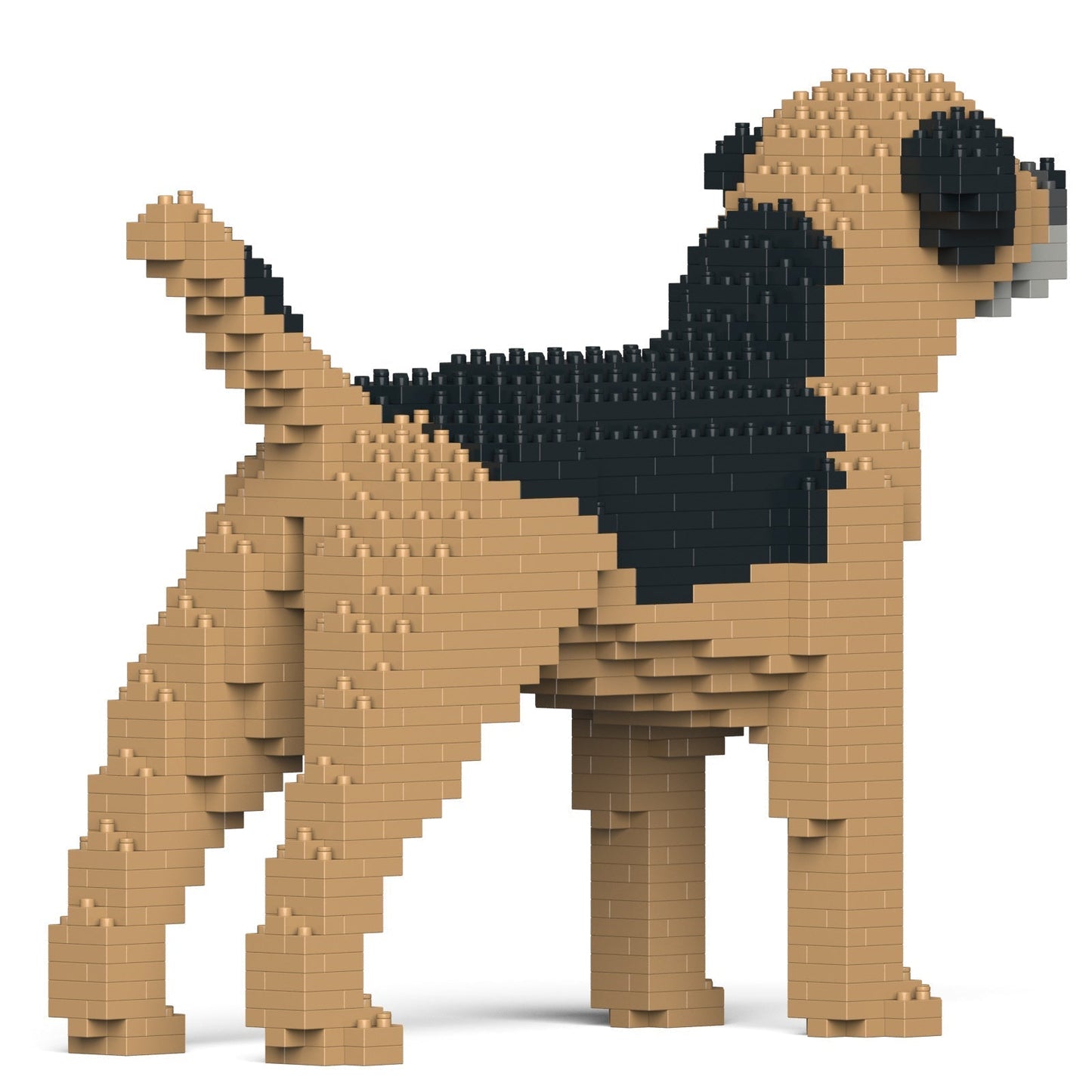 Border Terrier 01-M01