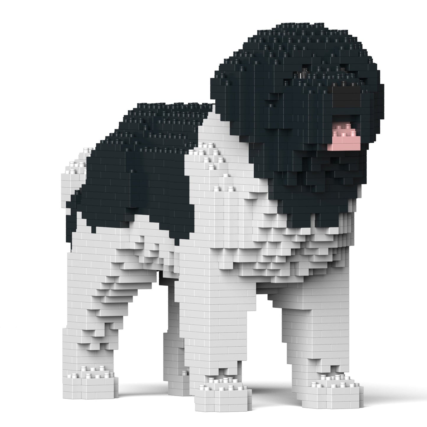 Newfoundland Dog 01-M03