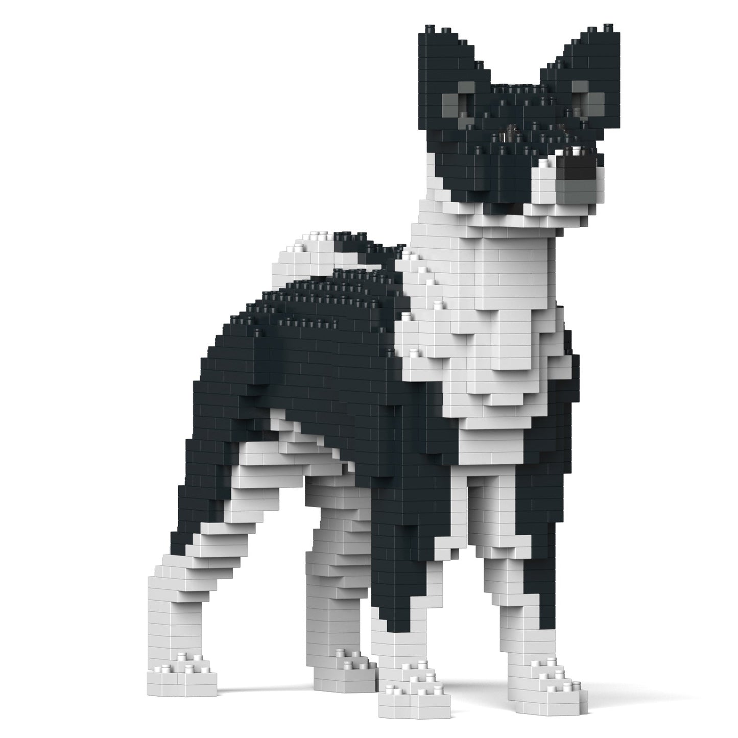 Basenji 01-M02