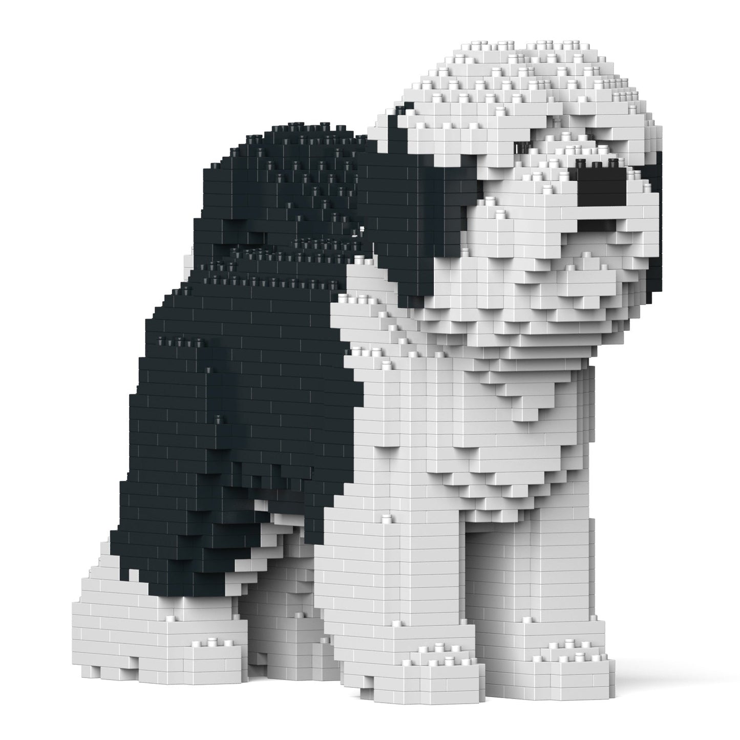 Tibetan Terrier 01-M02