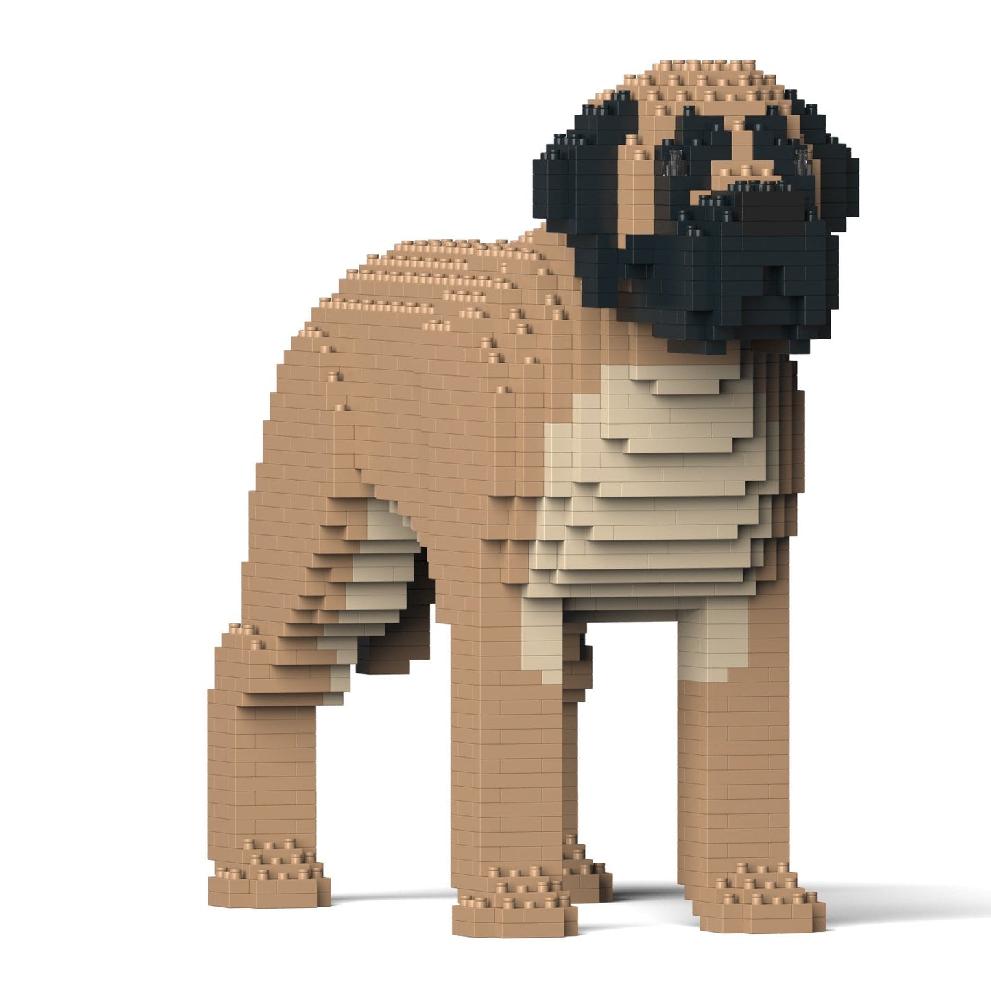 English Mastiff 01-M01