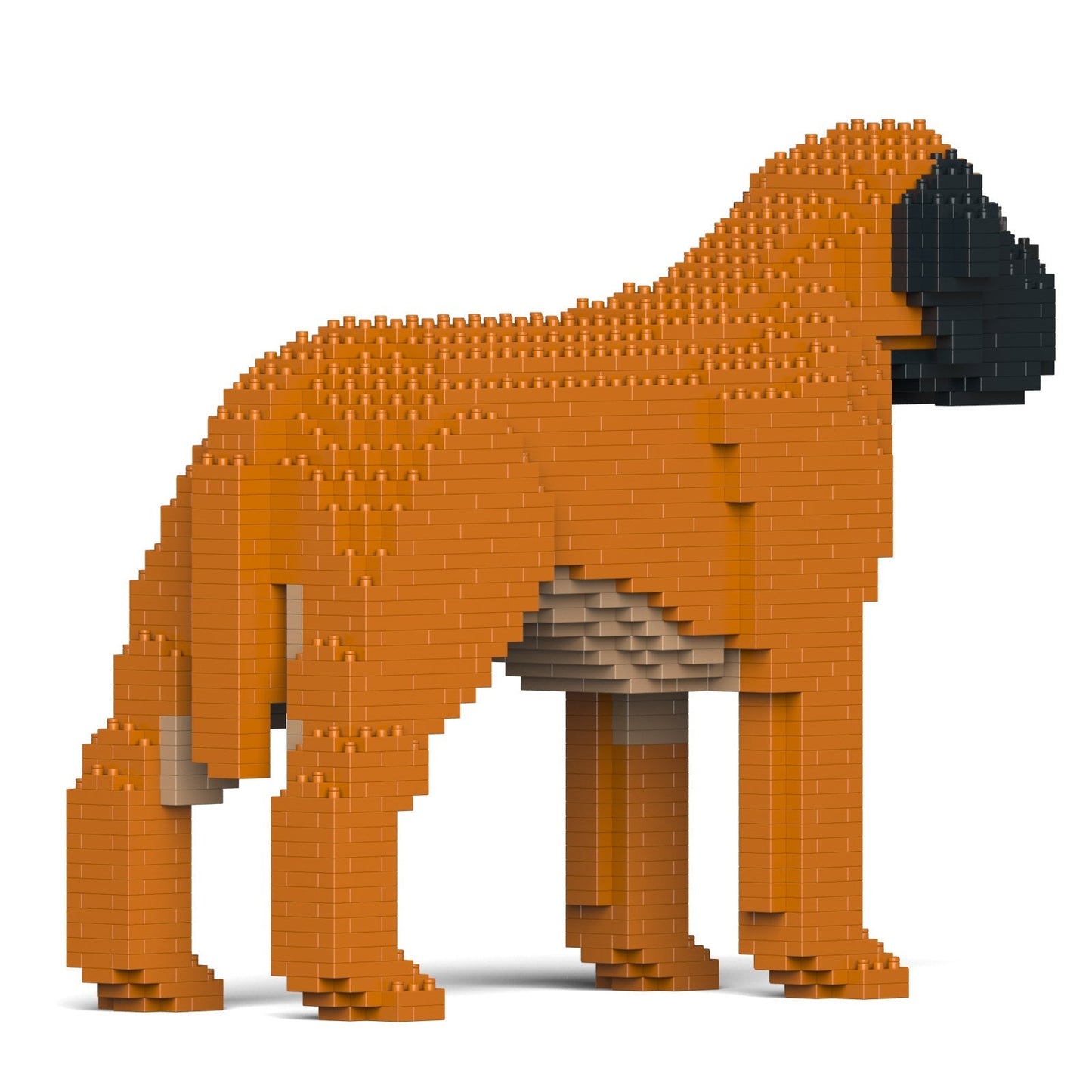 English Mastiff 01-M02