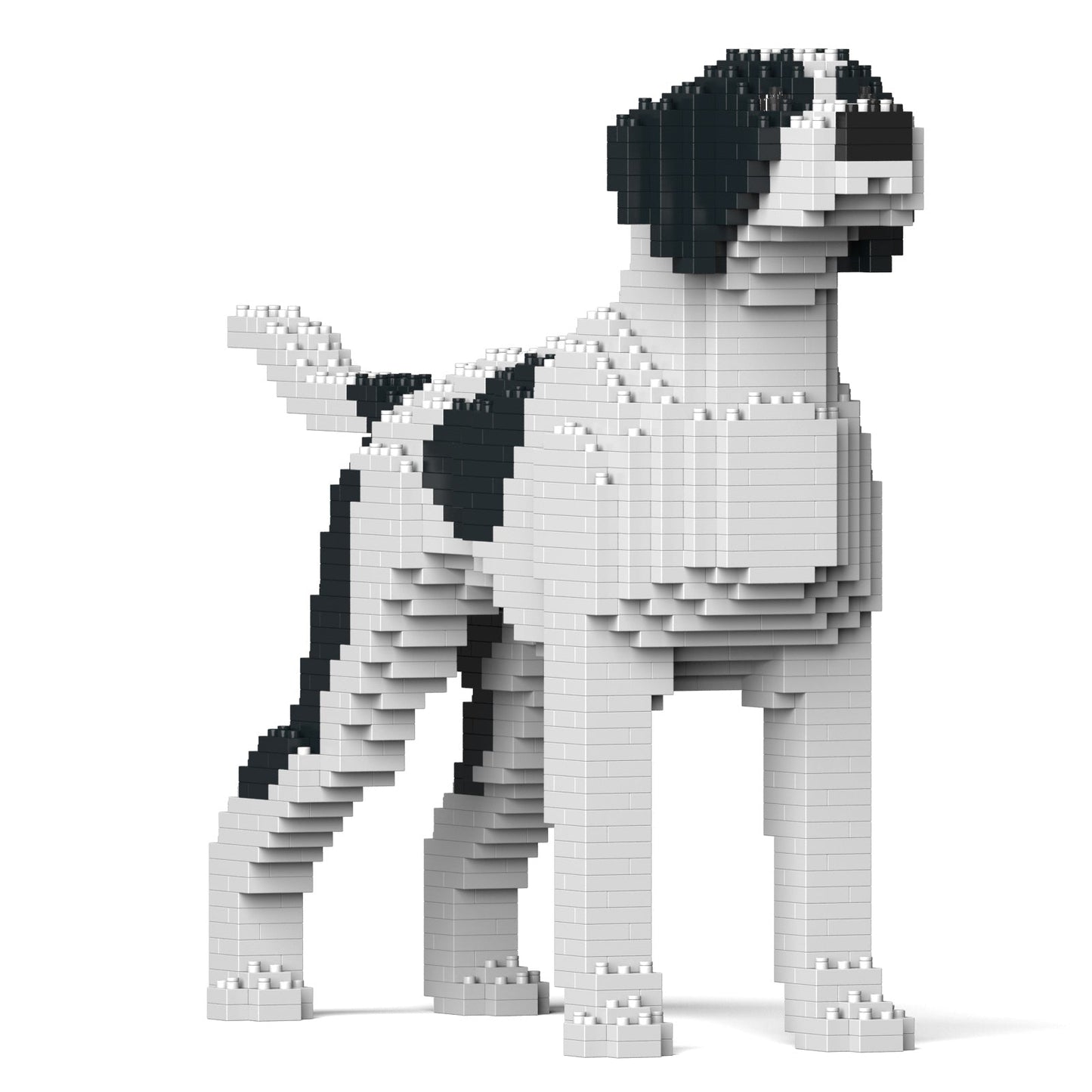 English Pointer 01-M02