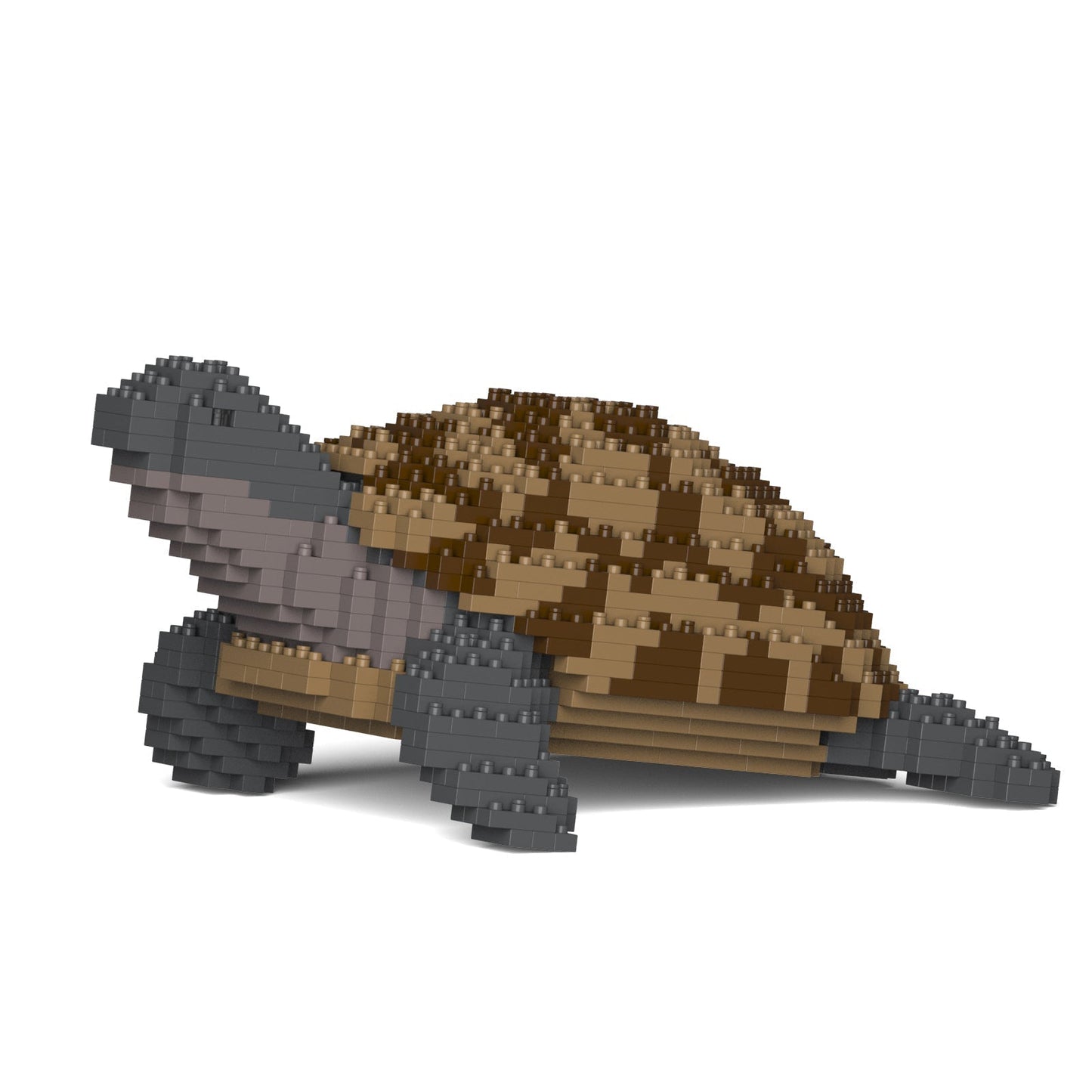 Greek Tortoise 01