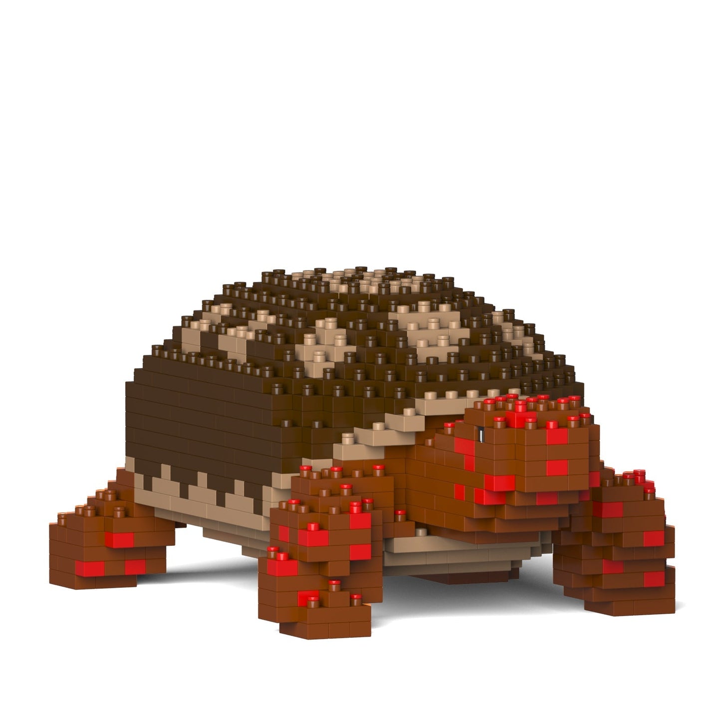 Red-footed Tortoise 01