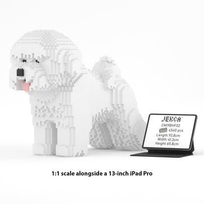 Bichon Frise 02