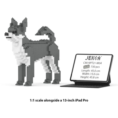 Chihuahua 01-M04