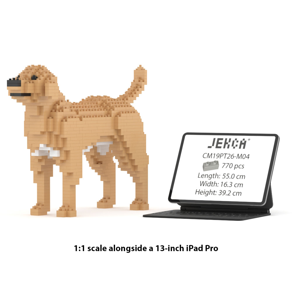 Labrador Retriever 01-M04