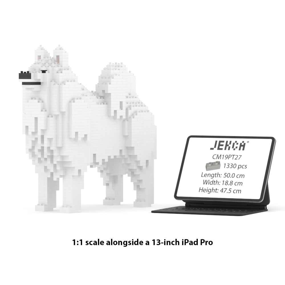 Samoyed 01