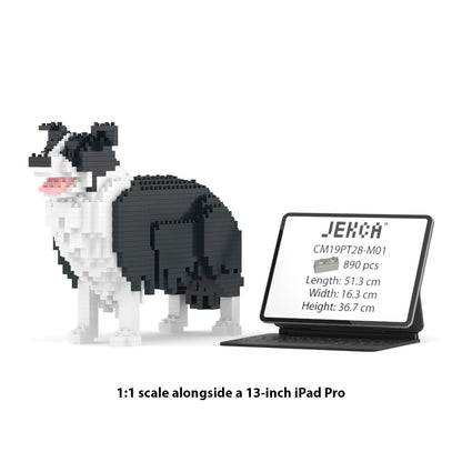 Border Collie 01-M01
