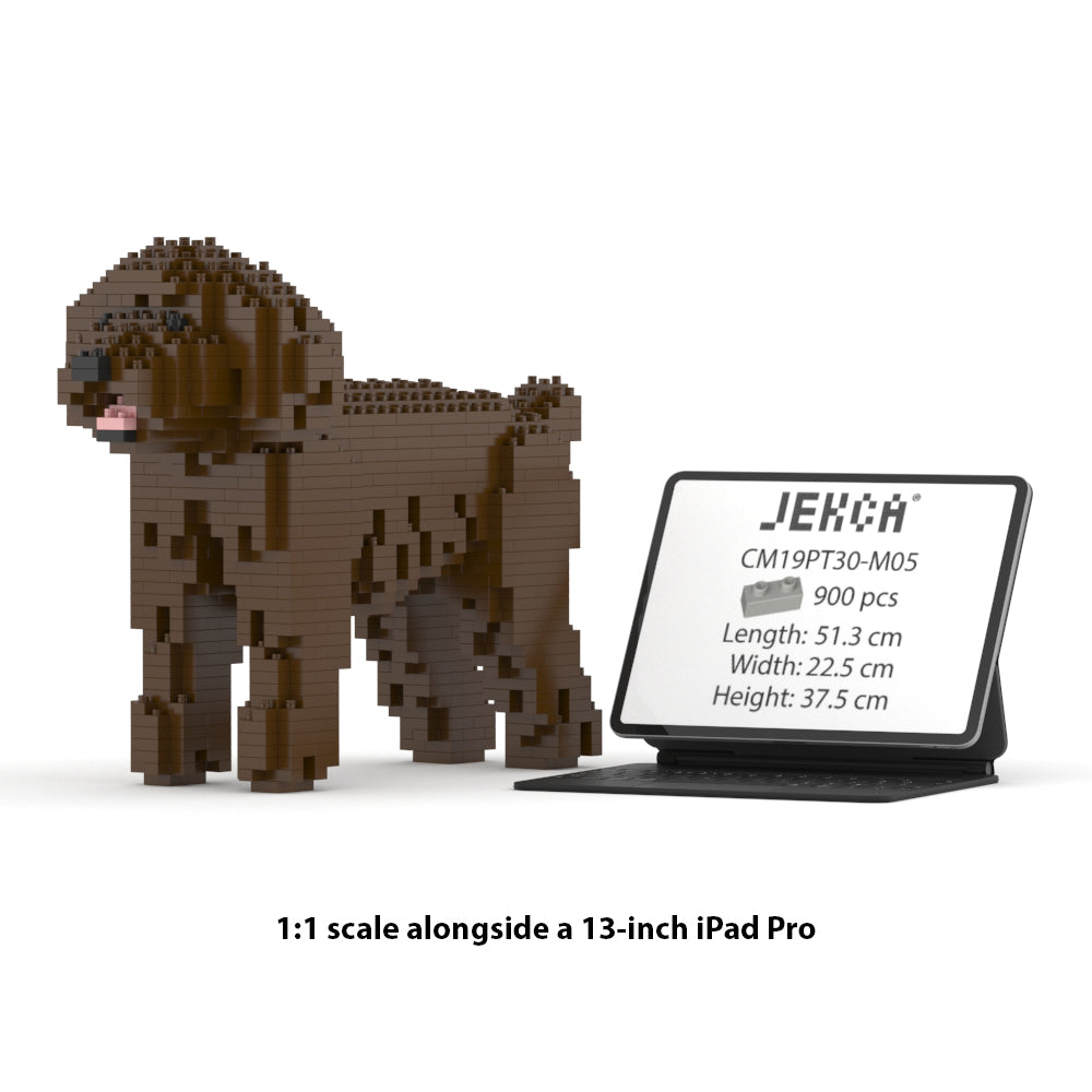 Toy Poodle 01-M05