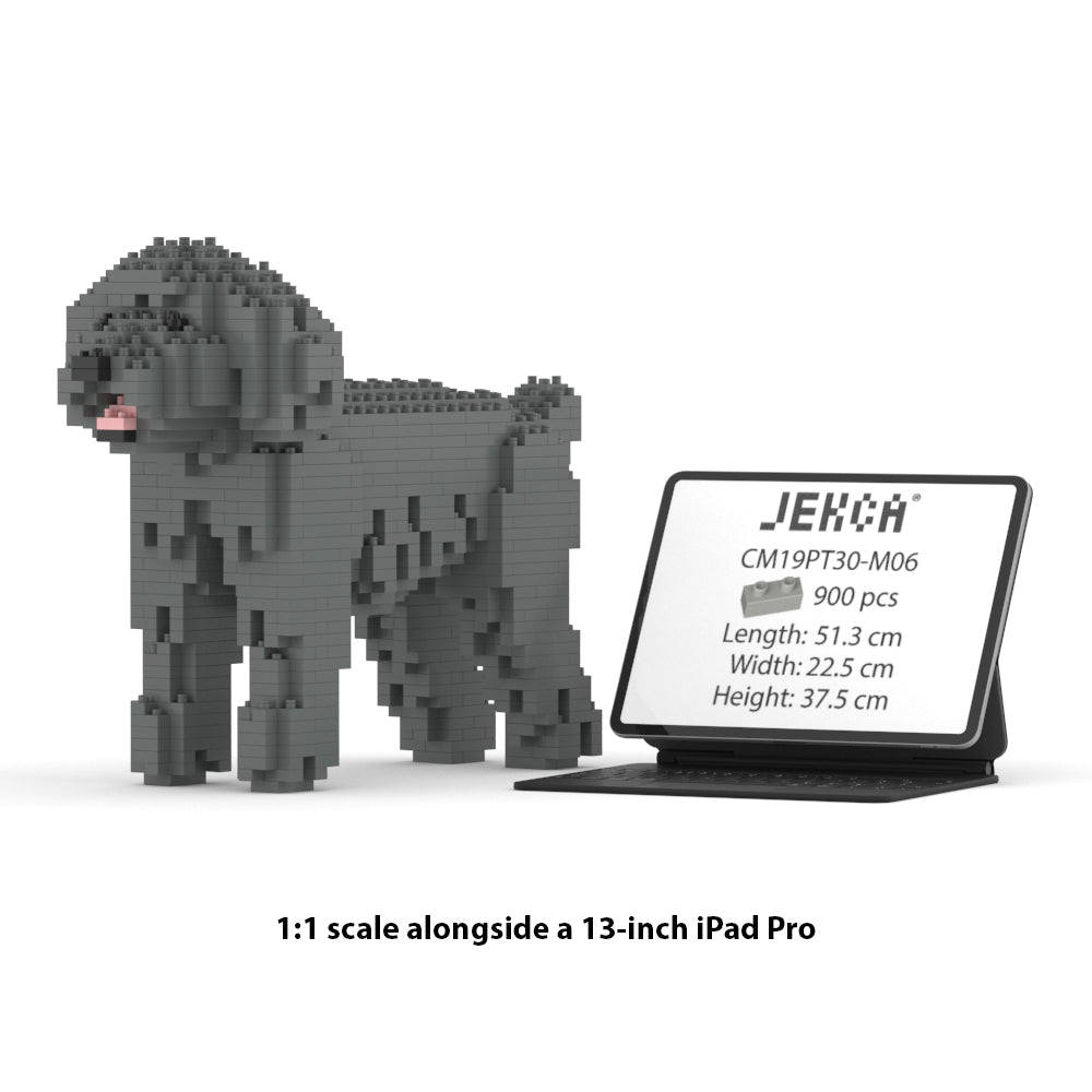 Toy Poodle 01-M06