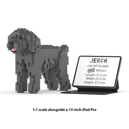 Toy Poodle 01-M06