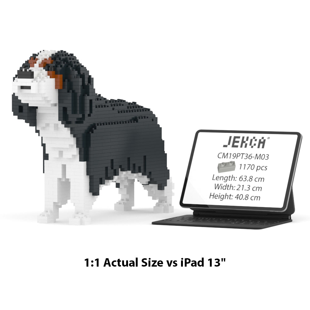 Cavalier King Charles Spaniel 01-M03
