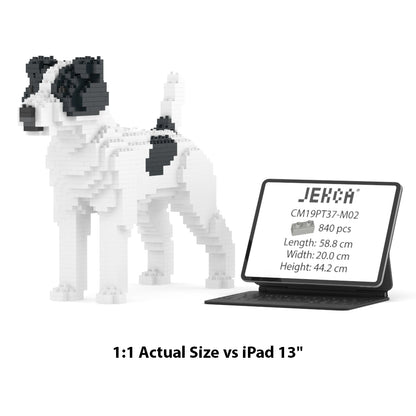 Jack Russell Terrier 01-M02