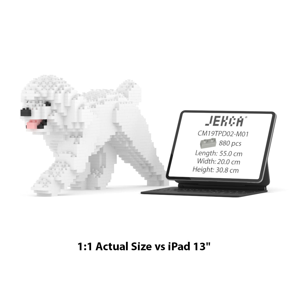 Toy Poodle 02-M01