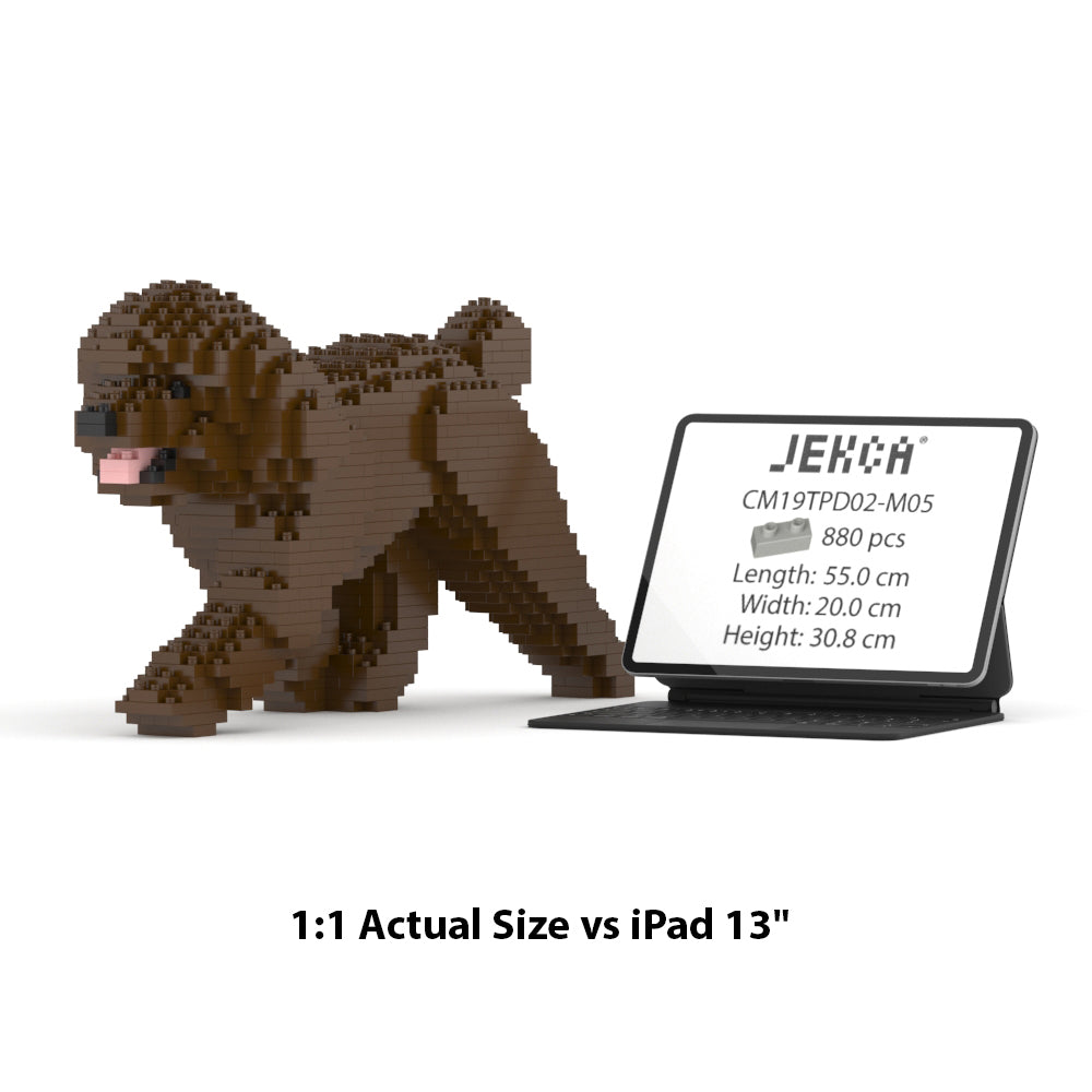 Toy Poodle 02-M05