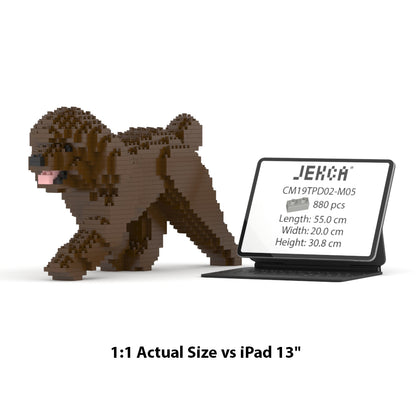 Toy Poodle 02-M05