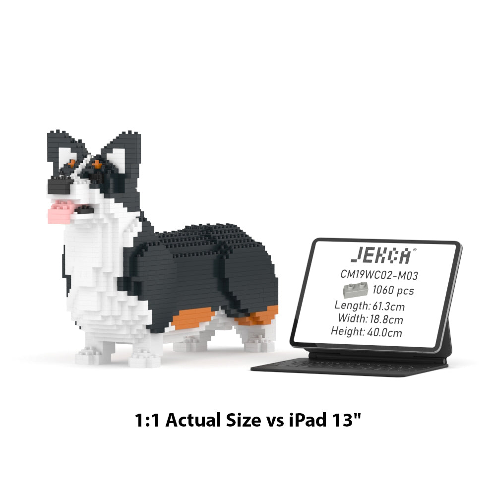 Welsh Corgi 02-M03