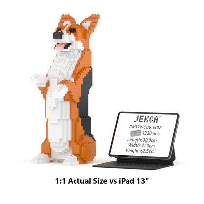 Welsh Corgi 05-M02